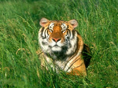 HD Bengal Tiger Background PixelsTalk Net