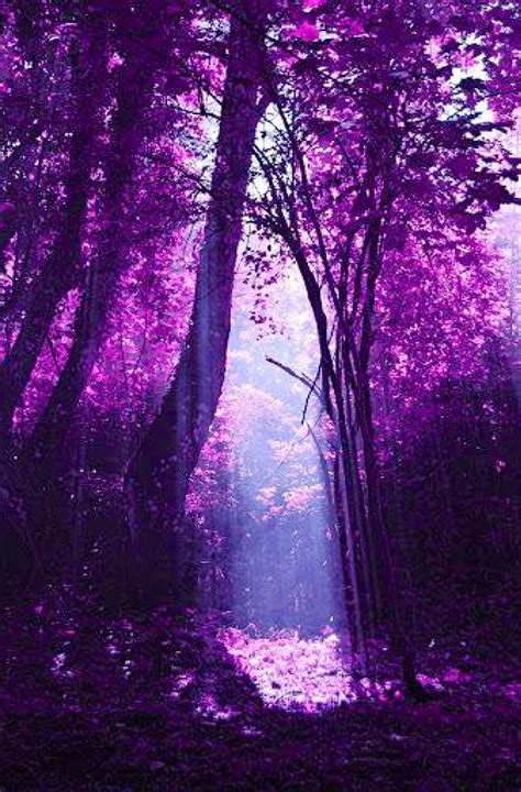 PURPLE fantasy | Purple forest, Purple trees, Purple 