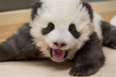 Twice As Cute Berlin Zoo Releases New Photos Of Panda Twins Citynews