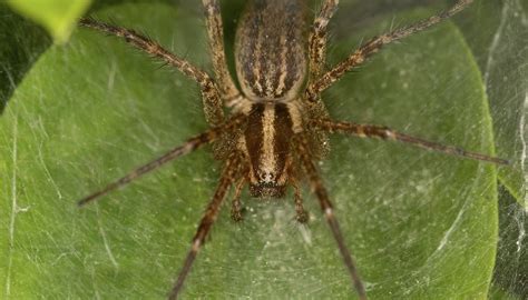 Common North Dakota Spiders Sciencing