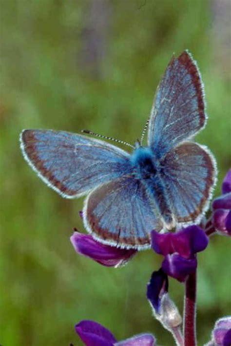 Endangered butterfly making a comeback in Oregon - oregonlive.com
