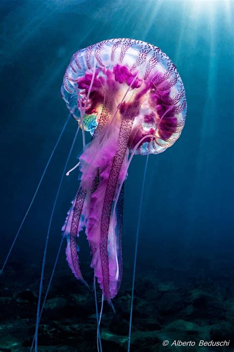 Gran Medusa Púrpura Underwater Creatures Underwater Life Ocean