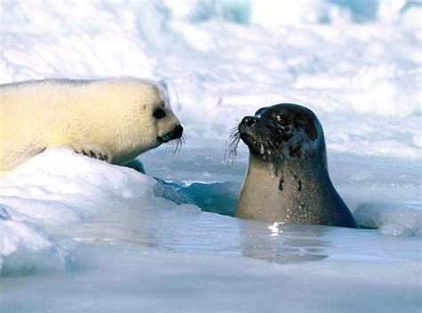 Arctic Ocean Animals Acad Arctic Animals Extravaganza Harp Seal