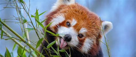 Download Wallpaper 2560x1080 Red Panda Tongue Protruding Cute Funny Animal Bamboo Dual Wide