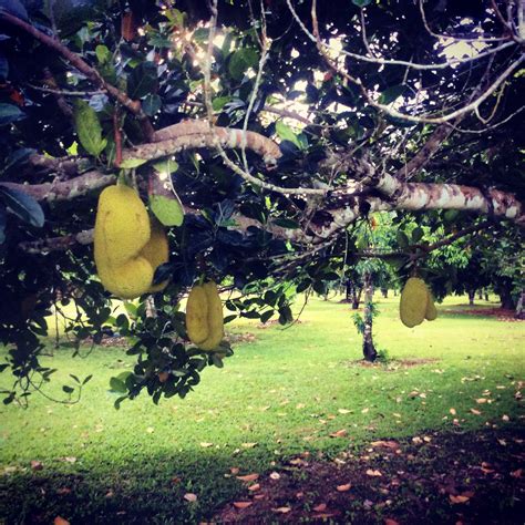 The jackfruit is the world's largest tree borne fruit. Jackfruit is the world's largest tree borne fruit and can ...