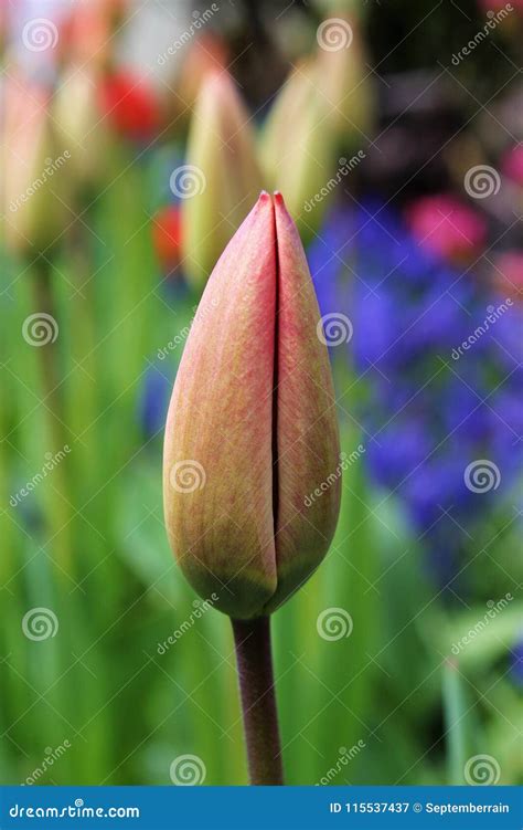 Red Tulip Buds In A Garden Stock Image Image Of Botany 115537437