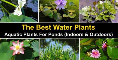The Best Water Plants Aquatic Plants For Ponds Indoors And Outdoors
