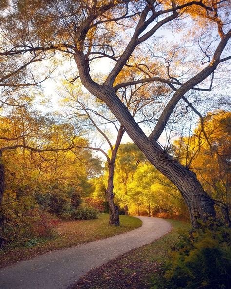 🇨🇦 Follow The Yellow Leaf Road Toronto Ontario By Argen Elezi