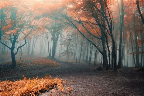 Fondos De Pantalla Bosques Niebla árboles Naturaleza Descargar Imagenes