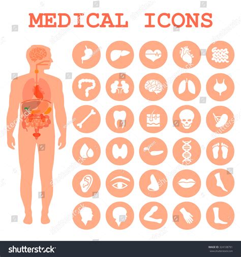 Medical Infographic Icons Human Organs Body Stock Vector 324108791