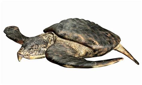 Largest Prehistoric Sea Turtle