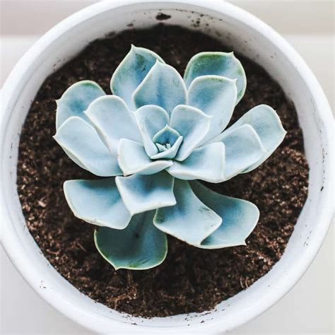 19 Low Light Succulents And Cactus For Indoors The Tilth