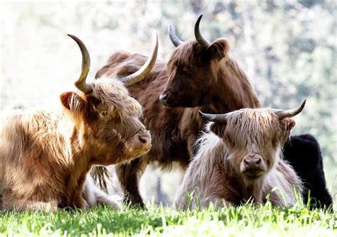 Scottish Highland Long Haired Cattle Photograph By Athena Mckinzie