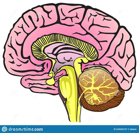 Anatomie Hersenen Menselijk Mooi Gedetailleerd Anatomy My Xxx Hot Girl