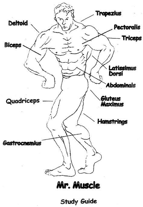 Worksheets On Muscles