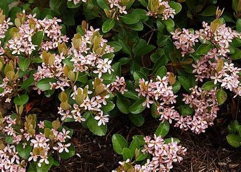You won't need to prune this plant, which produces red. Indian Hawthorn Evergreen Shrub Height: 3-4' Width: 4-5 ...