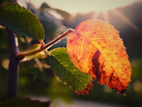 Der Herbst Ist Da 2 Foto And Bild World Spezial Makro Bilder Auf