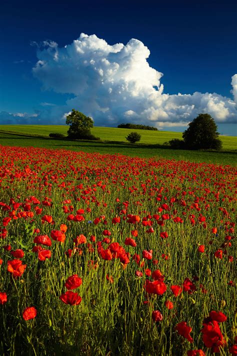 Artistic Realistic Nature 💙 Before The Storm Magic Poppy On 500px By
