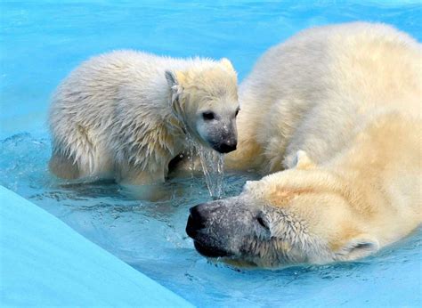 The polar bear (ursus maritimus) is a large bear which lives in the arctic. Baby Polar Bear Gets Swim Lessons from Mom Picture | The ...
