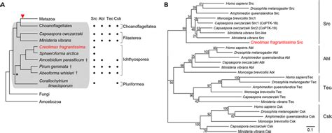 A Phylogeny Of Eukaryotes Leading To Metazoans The Relationship