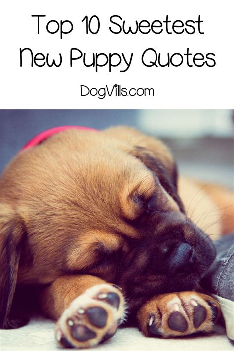 We did not find results for: Top 10 Sweetest "Welcome New Puppy" Quotes - DogVills