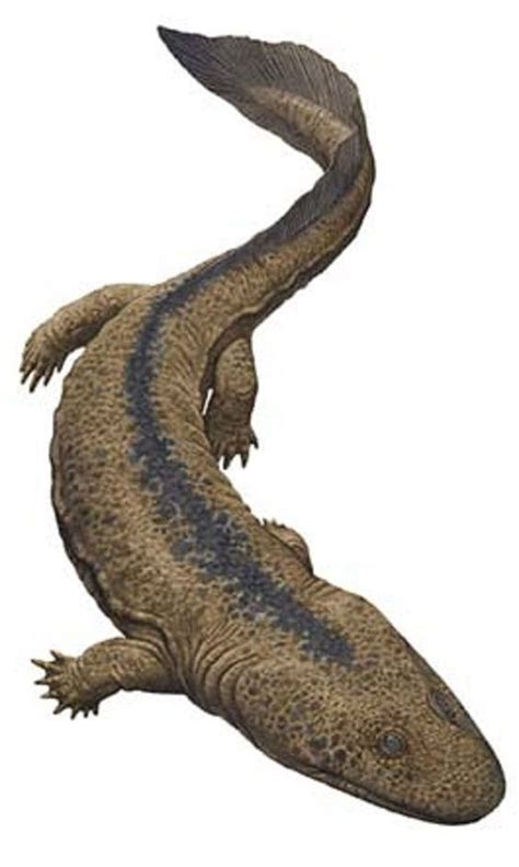 Art Illustration Aquatic Reptile Acanthostega Is One Of The Oldest