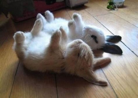 Cute Rabbits Sleepy Time 30 Adorable Snoozing Bunnies