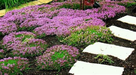Some ground covers are only a few inches tall, and others top out at two feet or more. Creeping Thyme ground cover, 1000 seeds, fragrant herb ...