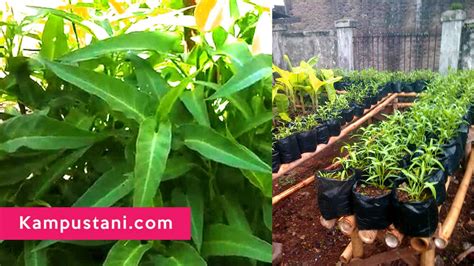 Penasaran bagaimana cara berkebun sayur di rumah dengan lahan yang sempit? Cara Menanam Kangkung di Polybag | KampusTani.Com