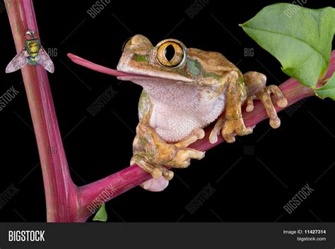 Frog Catching Fly Image And Photo Free Trial Bigstock