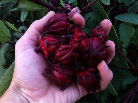 Look for hibiscus flowers tea. Hibiscus: A Tasty Addition to Your Edible Landscape or ...