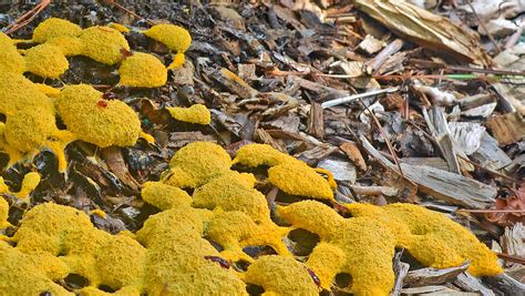 Dog Vomit Slime Molds Are Harmless