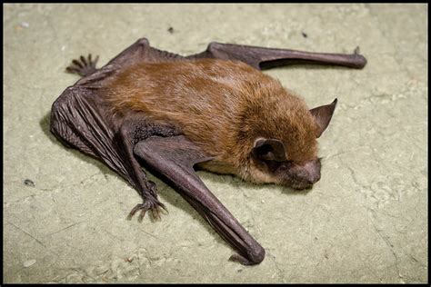 Little Brown Bat Myotis Lucifugus Flickr Photo Sharing