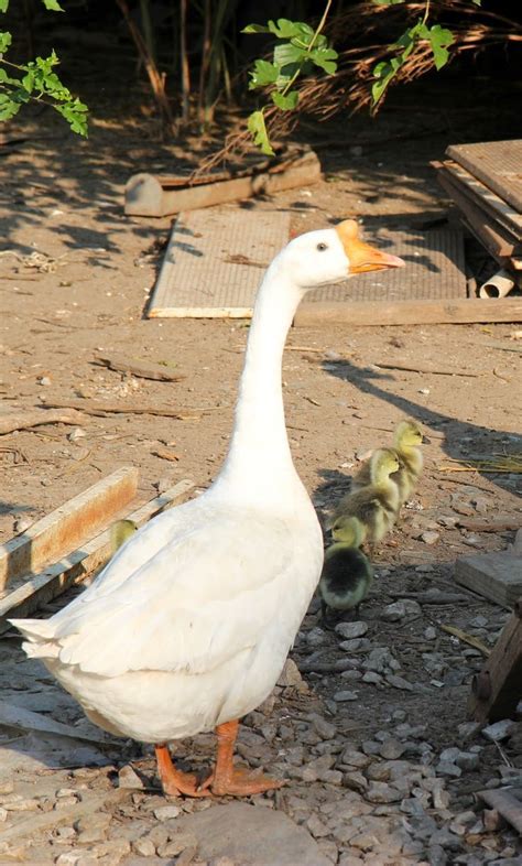 Chinese people do not eat pets. 5 Things You Should Know About Raising Geese | Geese ...