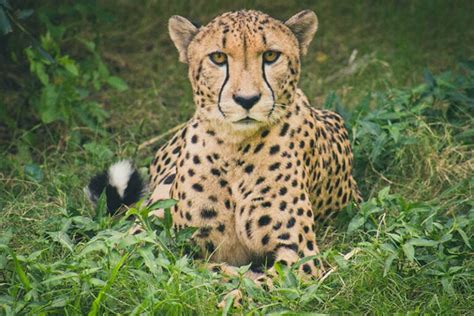 Do Cheetahs Make Good Pets Everything You Need To Know Pet Keen