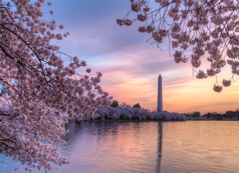 Image Of Cherry Blossoms In Washington Dc