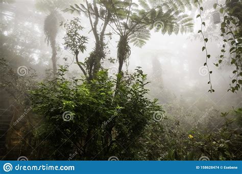 Jungle With Fog Stock Photo Image Of Trunk Light Mystical 158628474