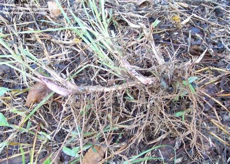 Search for bahaia grass at answersite.com. PlantFiles Pictures: Bahia Grass 'Pensacola' (Paspalum ...