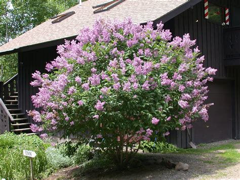 Most relevant best selling latest uploads. Our Lilac tree smells great for a couple of weeks each ...