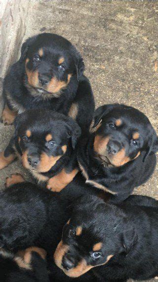 Both the damn and the sire are akc registered. Quality Rottweiler Puppies For Sale in kuwait | Rottweiler ...