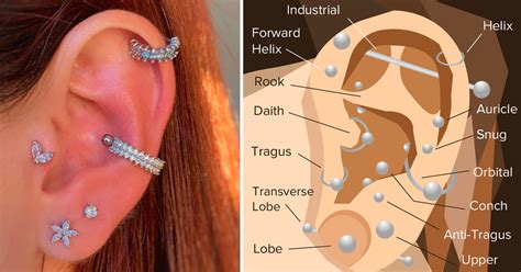 Your Guide To All 12 Popular Types Of Ear Piercings Darcy