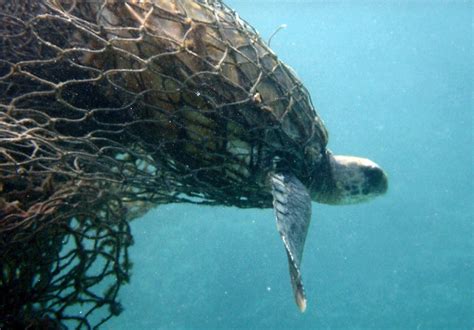 Are Biodegradable Fishing Nets A Solution To The Ravages