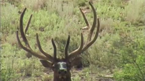 Giant Bull Elk In Velvet Bulls 2008 Mossback Youtube