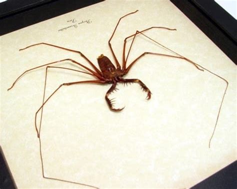 real framed scary cave spider conservation by realbutterflyts