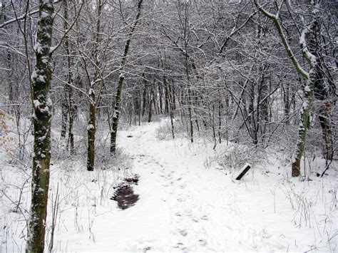 Filewinter Trail Snow Forest West Virginia Forestwander