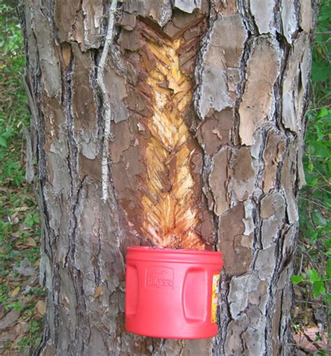 how to tap a pine tree to collect pine tree sap geek slop