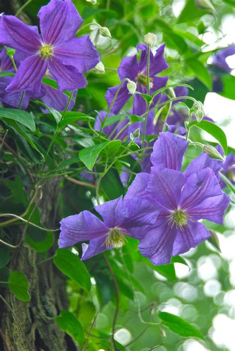 Springhillnursery.com has been visited by 10k+ users in the past month Wife, Mother, Gardener: How to Train a Clematis on a Tree ...