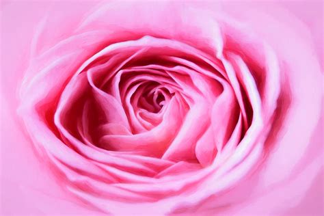 Pink Rose Photograph By Cindi Ressler Fine Art America