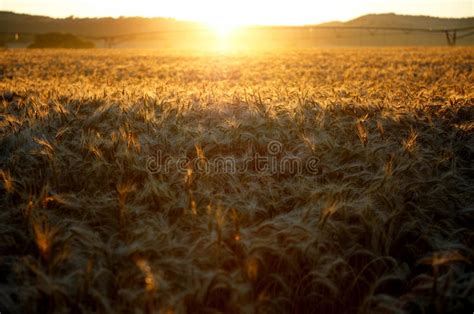 Sunrise Over The Wheat Fields Stock Image Image Of Digital Floral