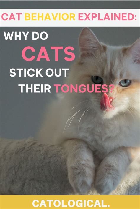 Science has a few possible theories. Why Do Cats Stick Their Tongues Out? (+ 6 Surprising Cat ...